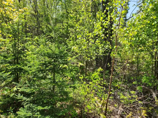 Milton Twp, ME 04219,Lot 14 Poland RD