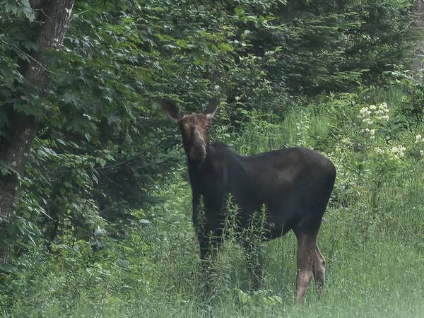 Danforth, ME 04424,Lot 7 Boulder RD