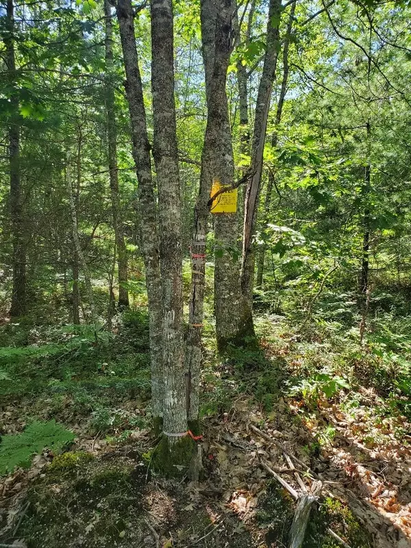 Cherryfield, ME 04622,1289 Lane RD