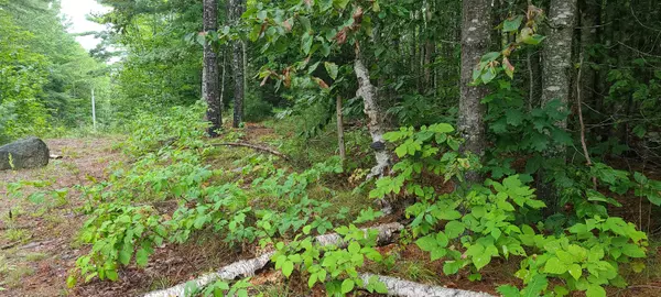 Otis, ME 04605,Lot 7-6 Otis Road