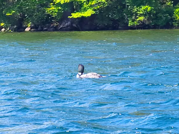 Liberty, ME 04949,01 Green IS