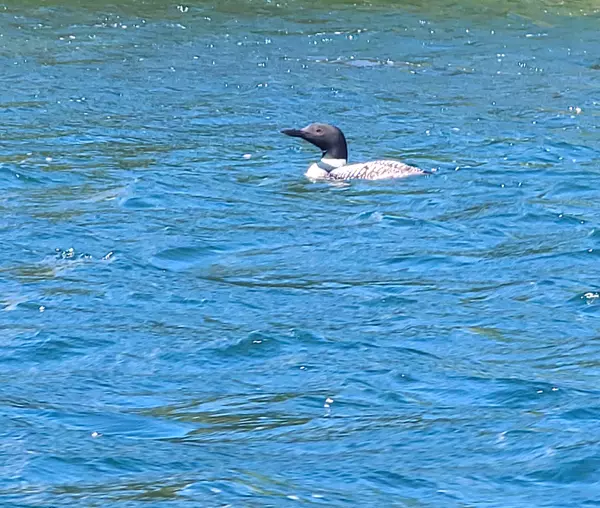 Liberty, ME 04949,04 Green IS