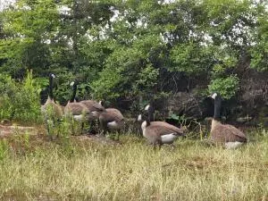 Liberty, ME 04949,02 Green IS