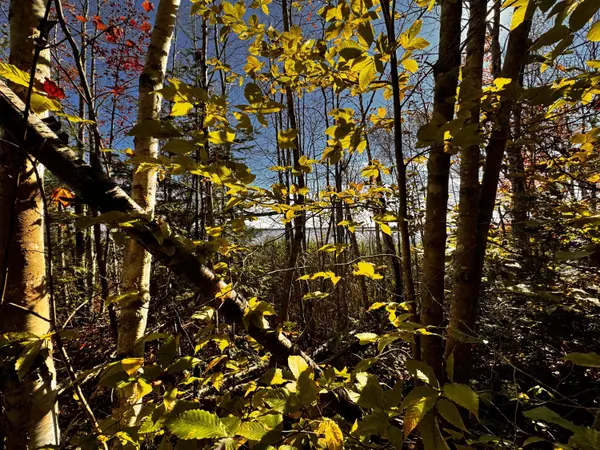 Mariaville, ME 04605,42 Whitmore RD