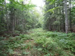 LOT#17 Randall RDG, Maxfield, ME 04448
