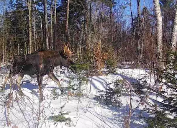 Lot#145 Bangor RD, Stockton Springs, ME 04981