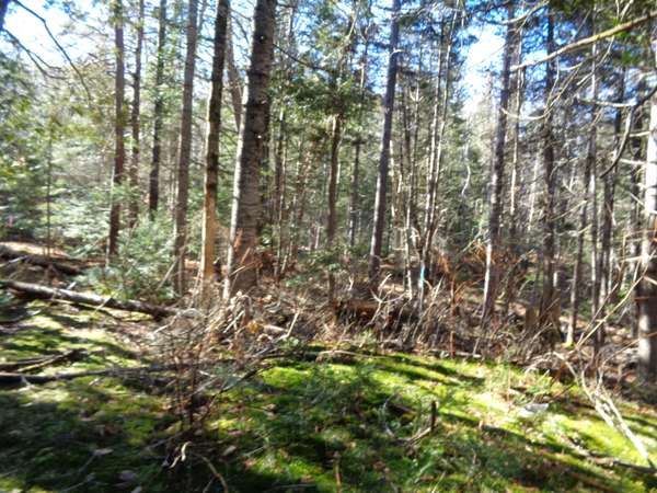 Lot 55 Dority Farm RD, Mariaville, ME 04605