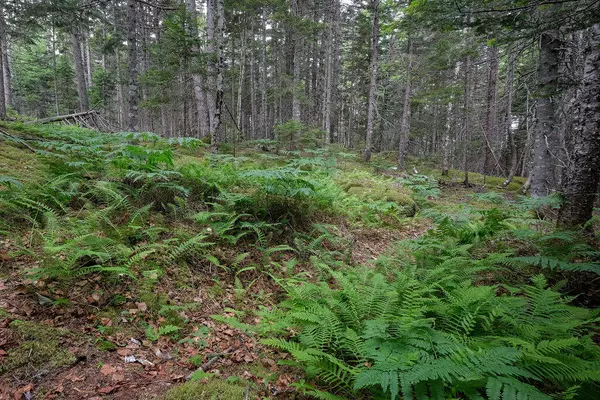 Deer Isle, ME 04627,M4 L18 South Deer Isle RD