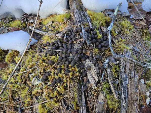 Detroit, ME 04929,Lot 29-3 Basford RD