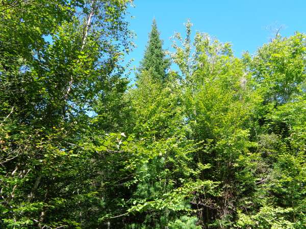 Lot 5 Winkumpaugh XING, Orland, ME 04472