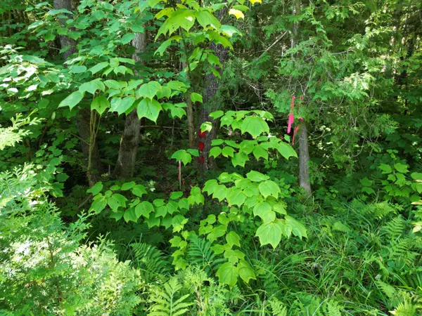 Springfield, ME 04487,Lot 6 Moores RD