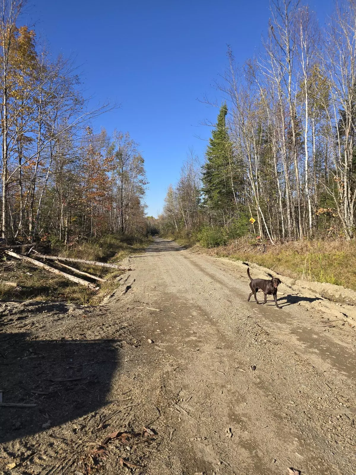 Springfield, ME 04487,20 ac Shep RD