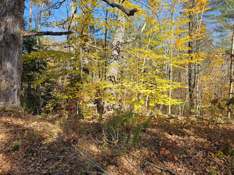 Lot #013 Staples RD, Newfield, ME 04095