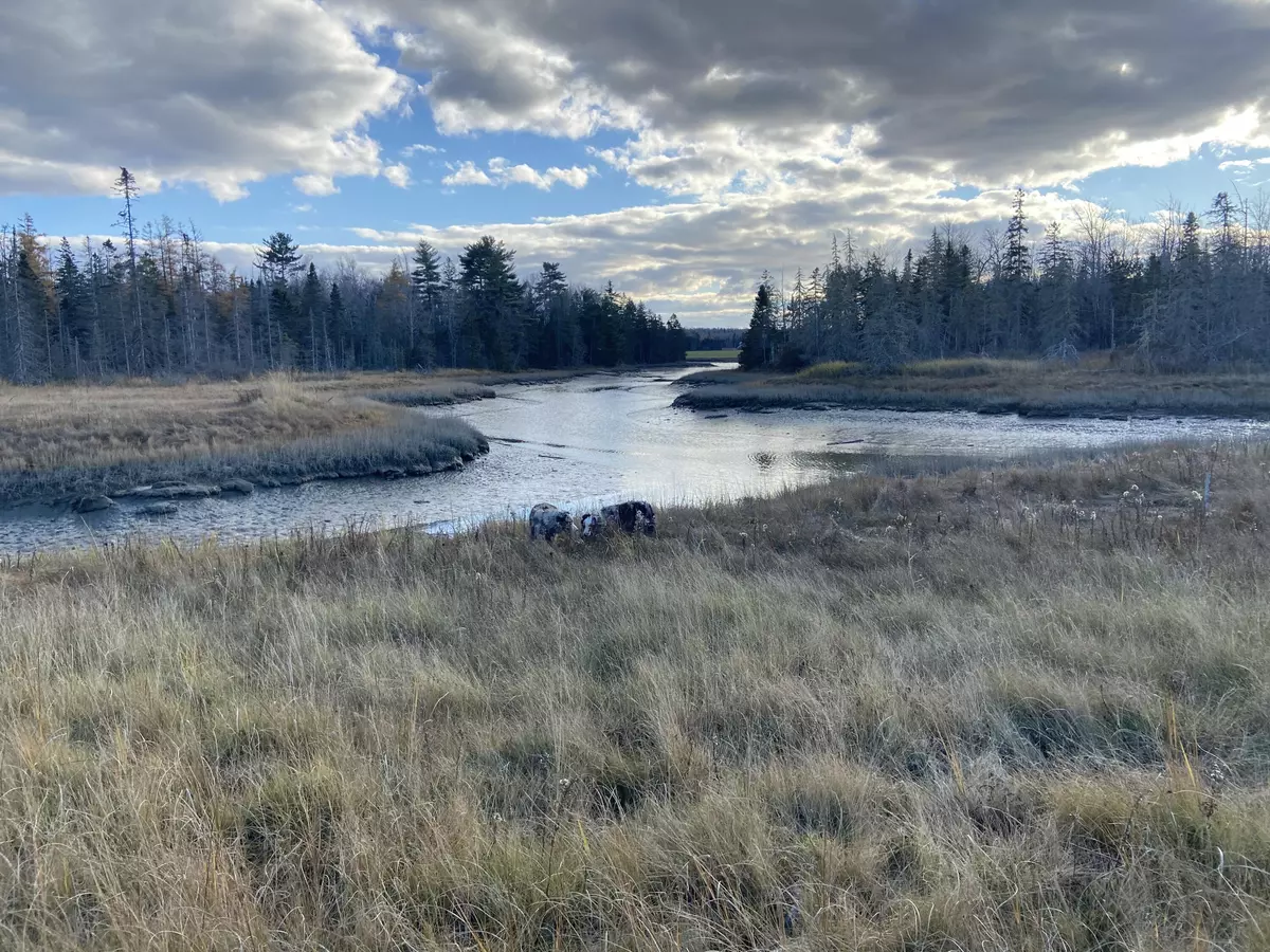 Lamoine, ME 04605,87 Woodcock LN