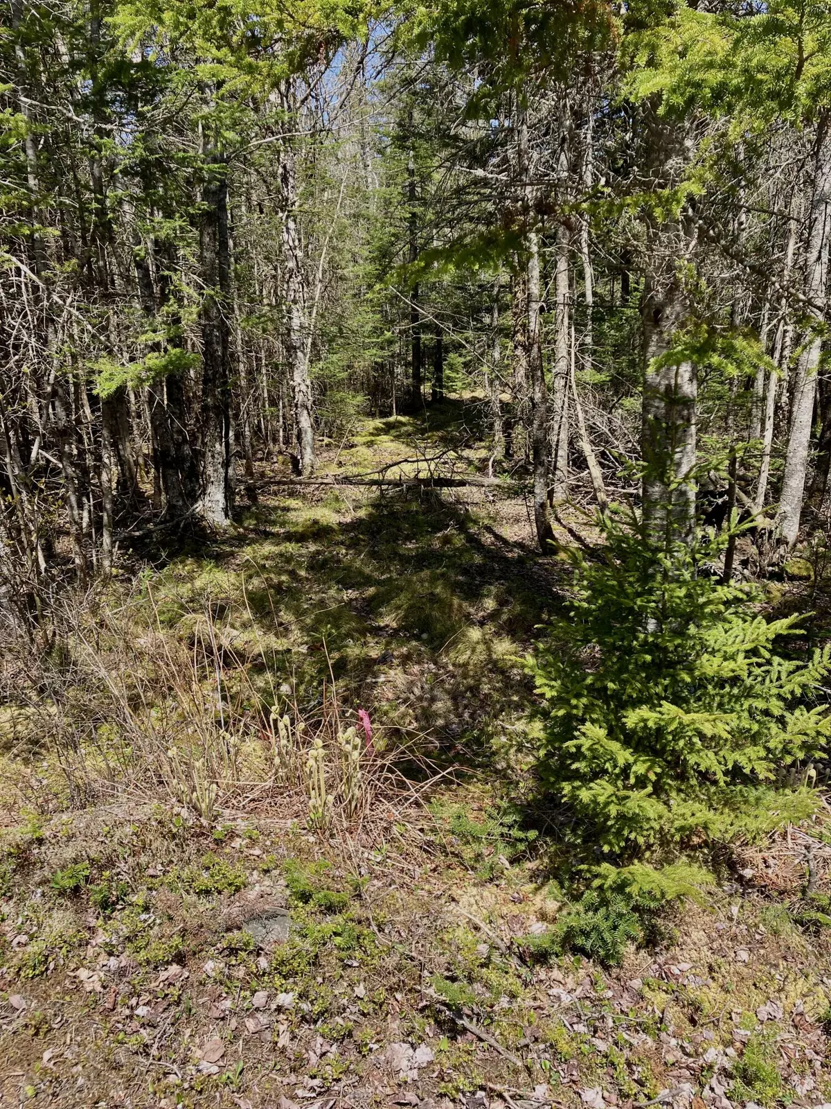 Machiasport, ME 04655,Lot 94 Yoho Head RD