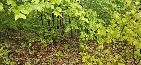 Wilton, ME 04294,M31 L27B Magrath RD