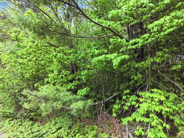 Hallowell, ME 04347,TBD Litchfield RD