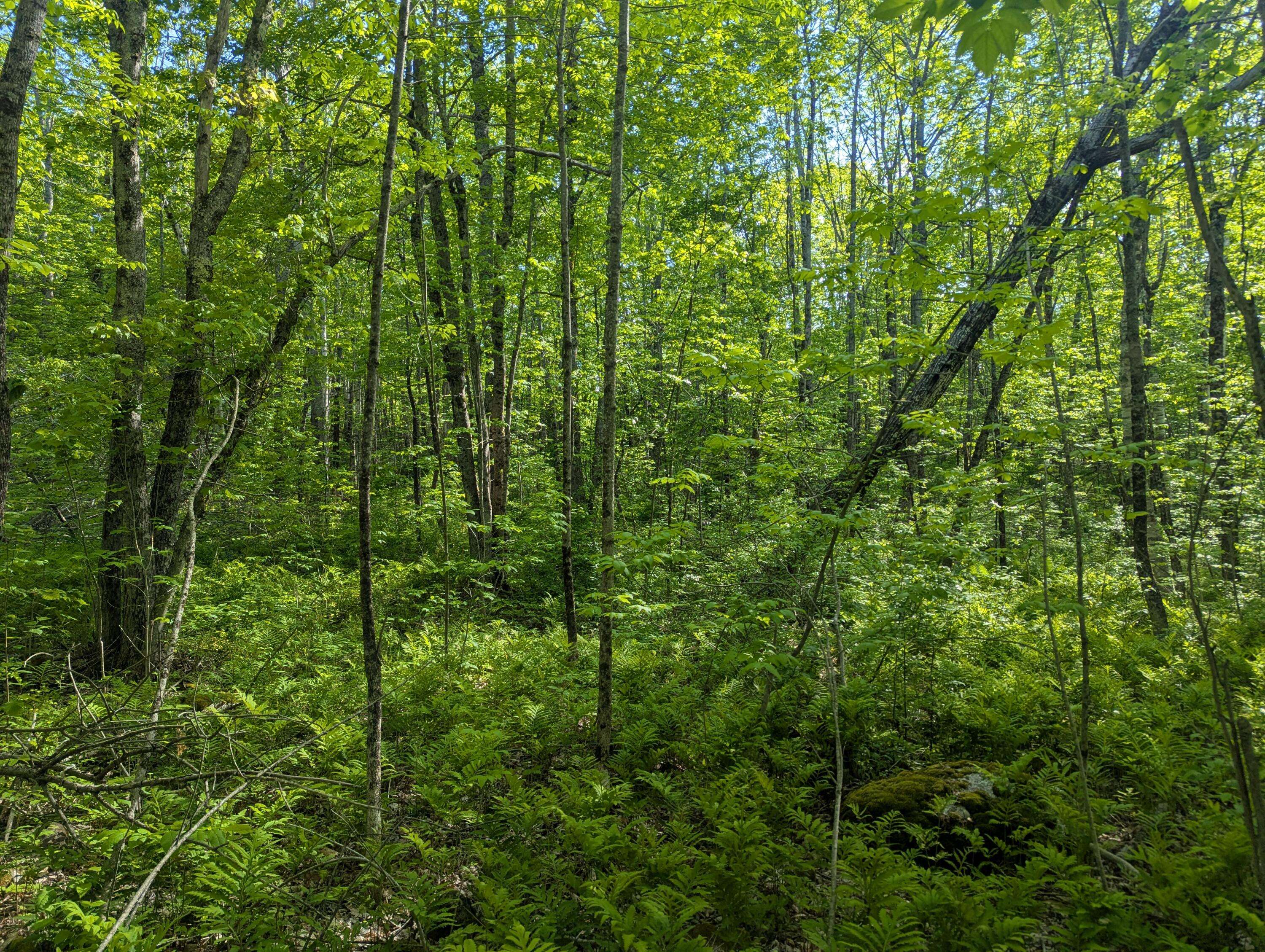 Liberty, ME 04949,M10L47 Lampson RD