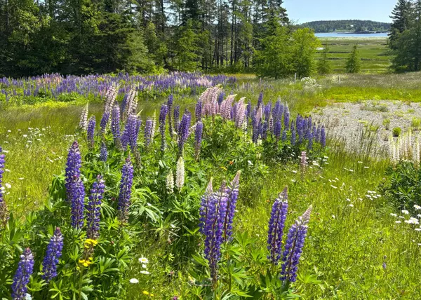 Trescott Twp, ME 04652,Lot 20.1 Smokehouse RD