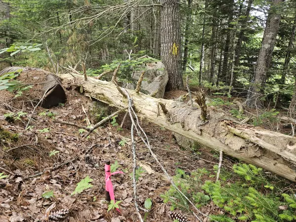 Steuben, ME 04680,M14L16 US Route 1 Route