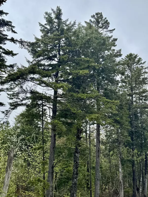 Perry, ME 04667,M15 L12 Golding RD