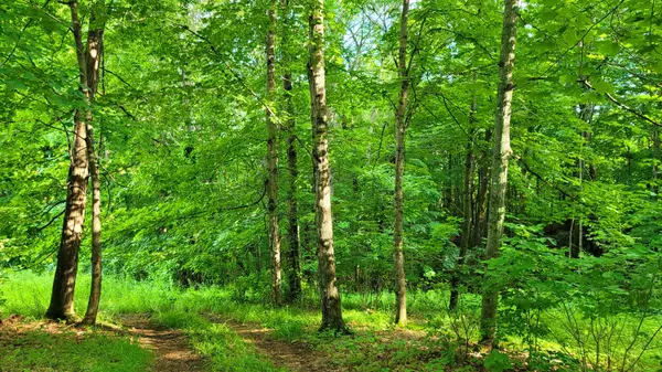 Wilton, ME 04294,Map34 Lot4 Orchard DR