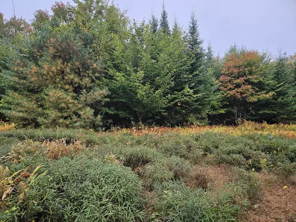 Embden, ME 04958,85 Loon RD