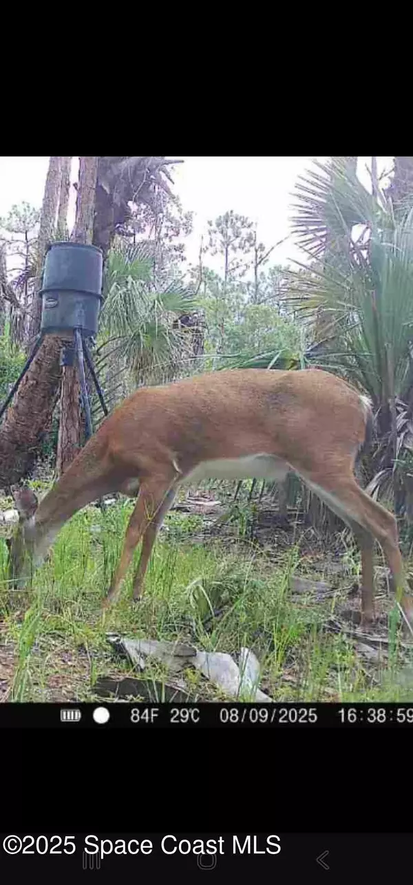 St. Cloud, FL 34771,0 Holopaw Groves Rd