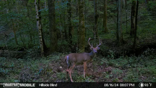 Raywick, KY 40060,0 Green Hollow Rd