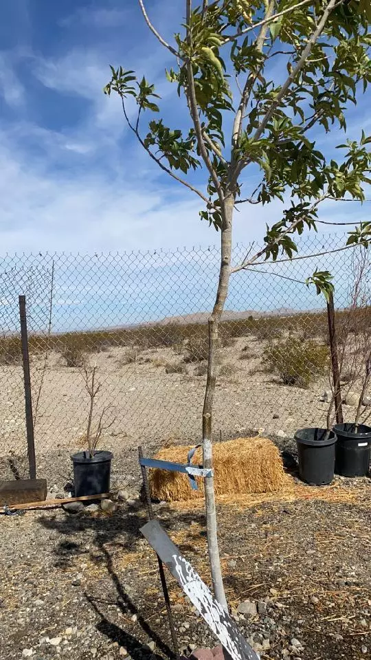 Corn U-8 Drt & 136th Street, Pearblossom, CA 93553