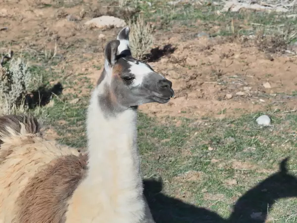 Parowan, UT 84761,5 Acres on 400 N