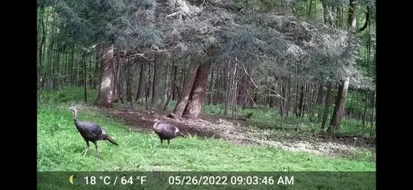 Pine Twp/heilwood, PA 15765,00 Route 422 Hwy E