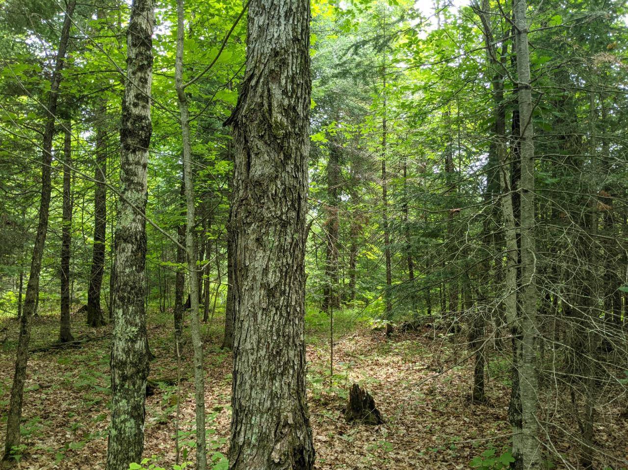 36 acres MACKENBERG RD, Glidden, WI 54527
