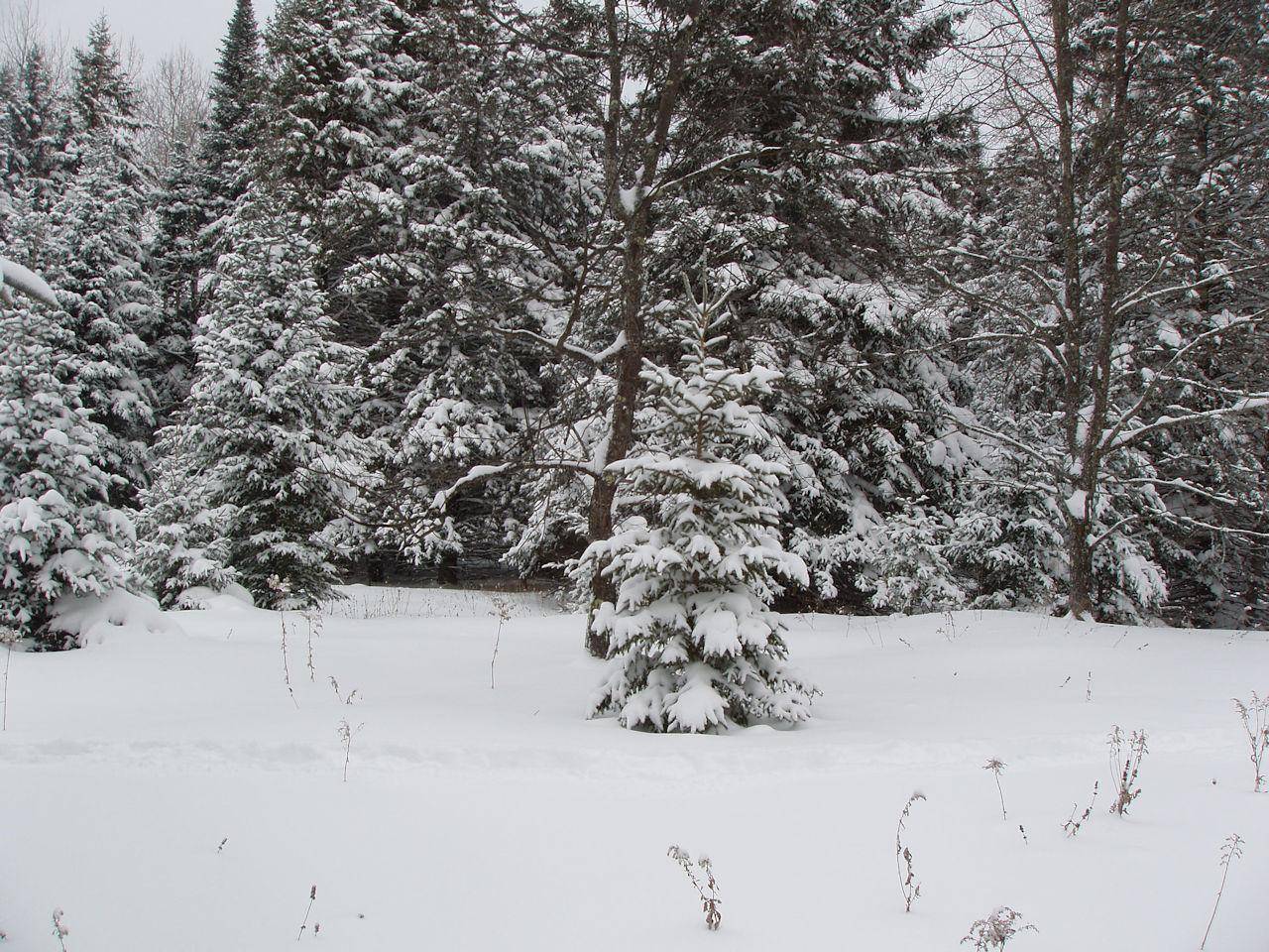 Glidden, WI 54527,ON CTH N