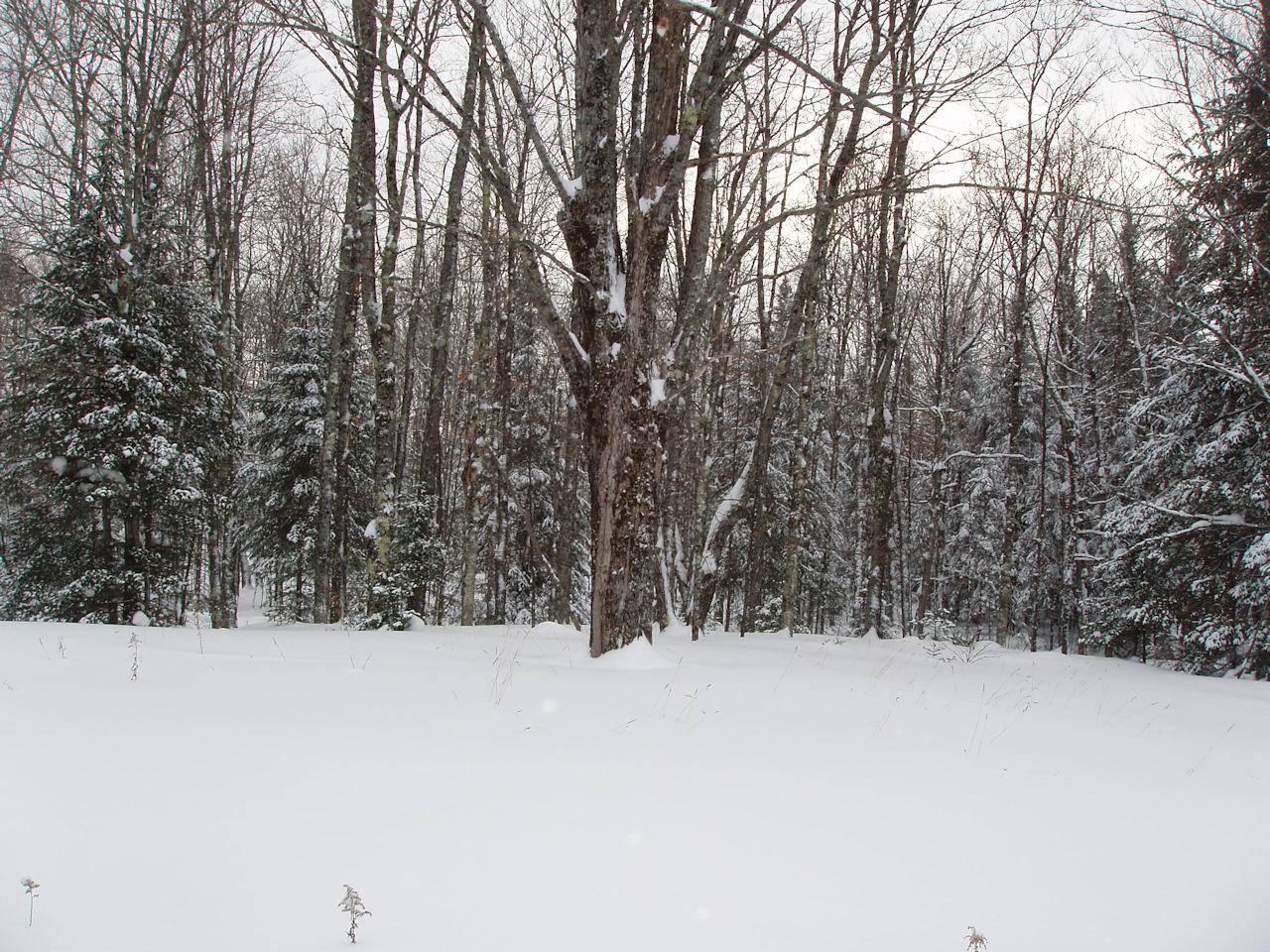 Glidden, WI 54527,ON CTH N