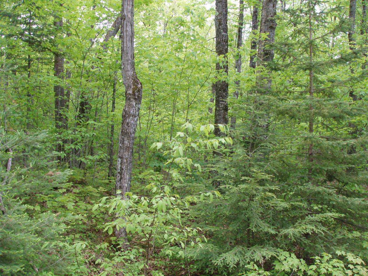Mellen, WI 54546,30671 LONG LAKE RD #PCL 1 & 2