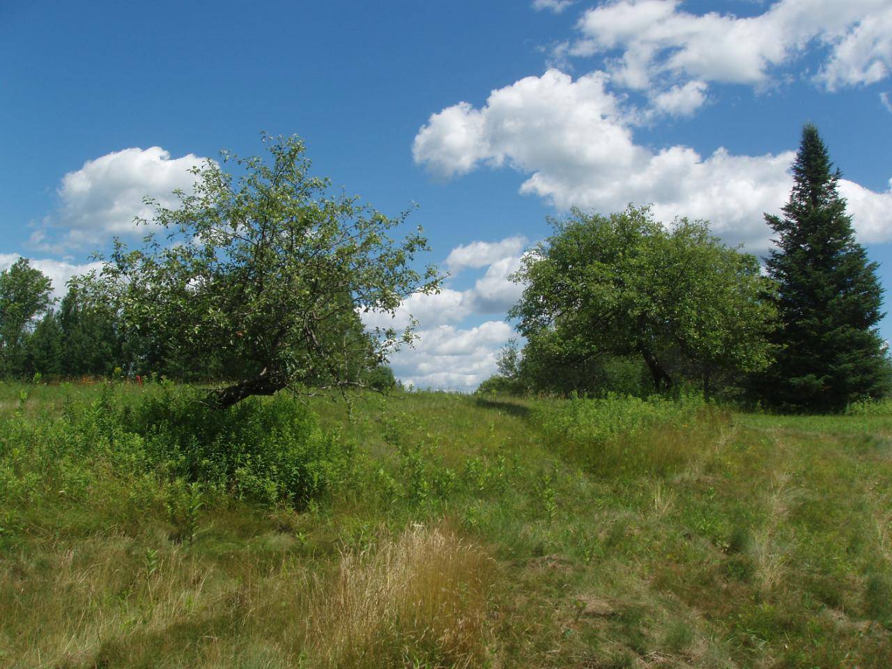 ON BIRCHWOOD LN, Butternut, WI 54514