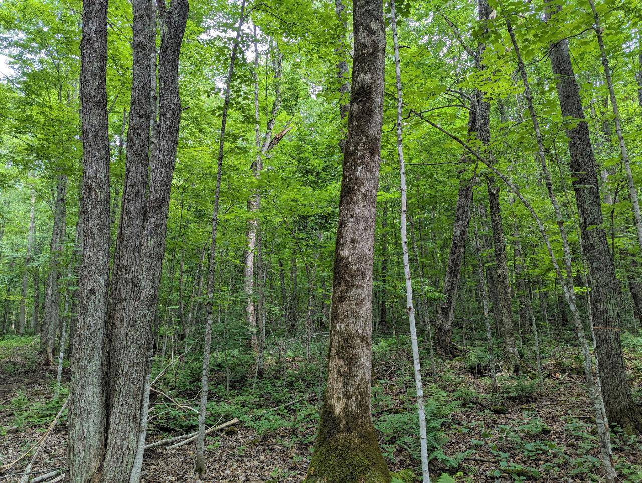 Winter, WI 54896,000 PRICE DAM RD