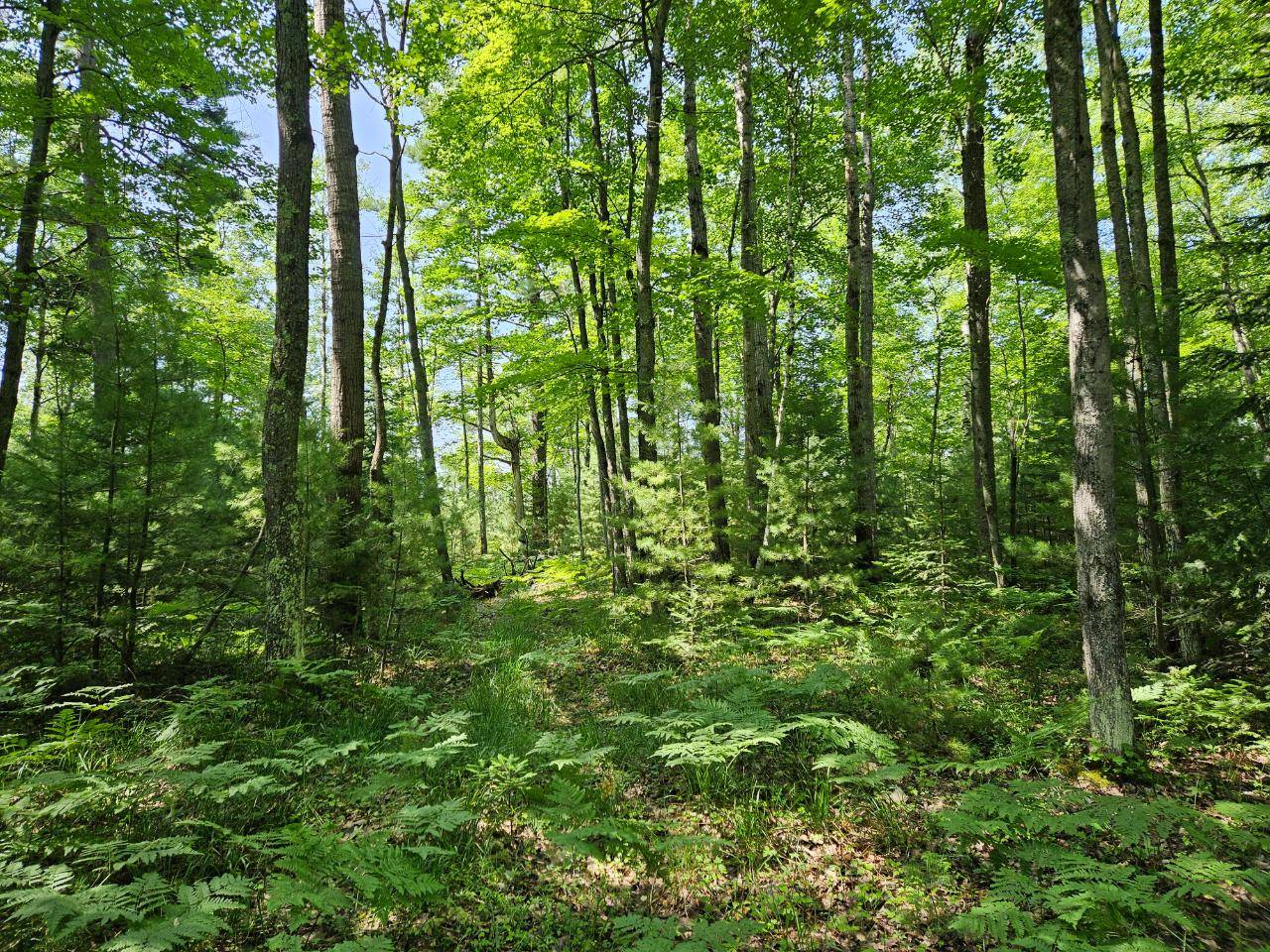 Rhinelander, WI 54501,OFF HUNTER HAVEN RD
