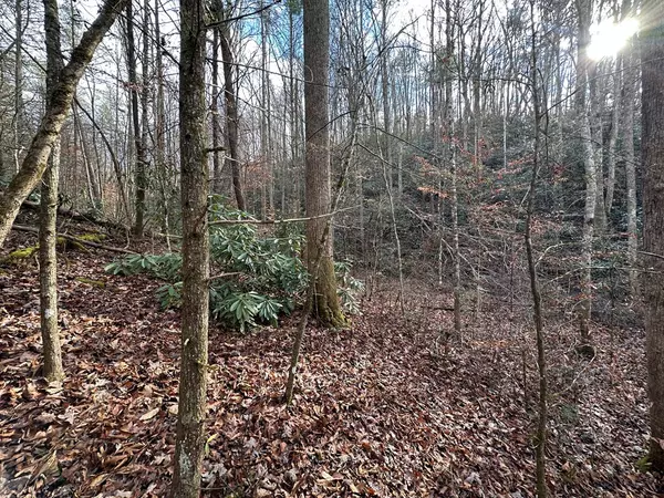 Cosby, TN 37722,Little Bear Trail WAY