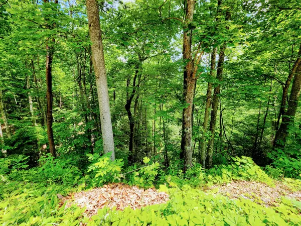 Gatlinburg, TN 37738,Lot 6 Alpenrose Dr.