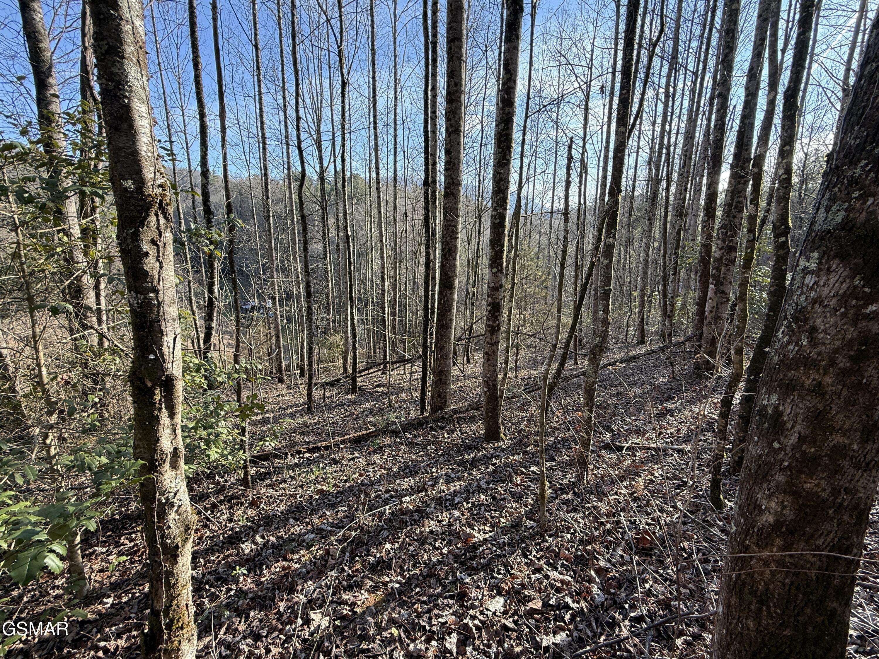 3.18 Acres Blue Mill RD, Del Rio, TN 37727