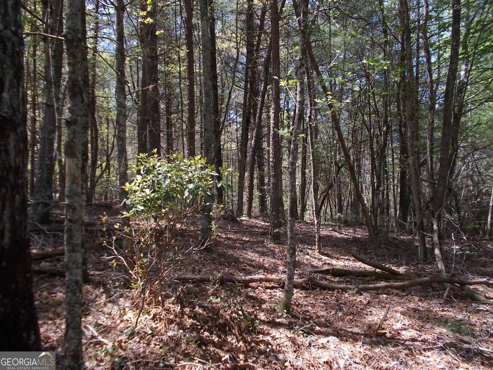 Blairsville, GA 30512,118 Red Maple Lane