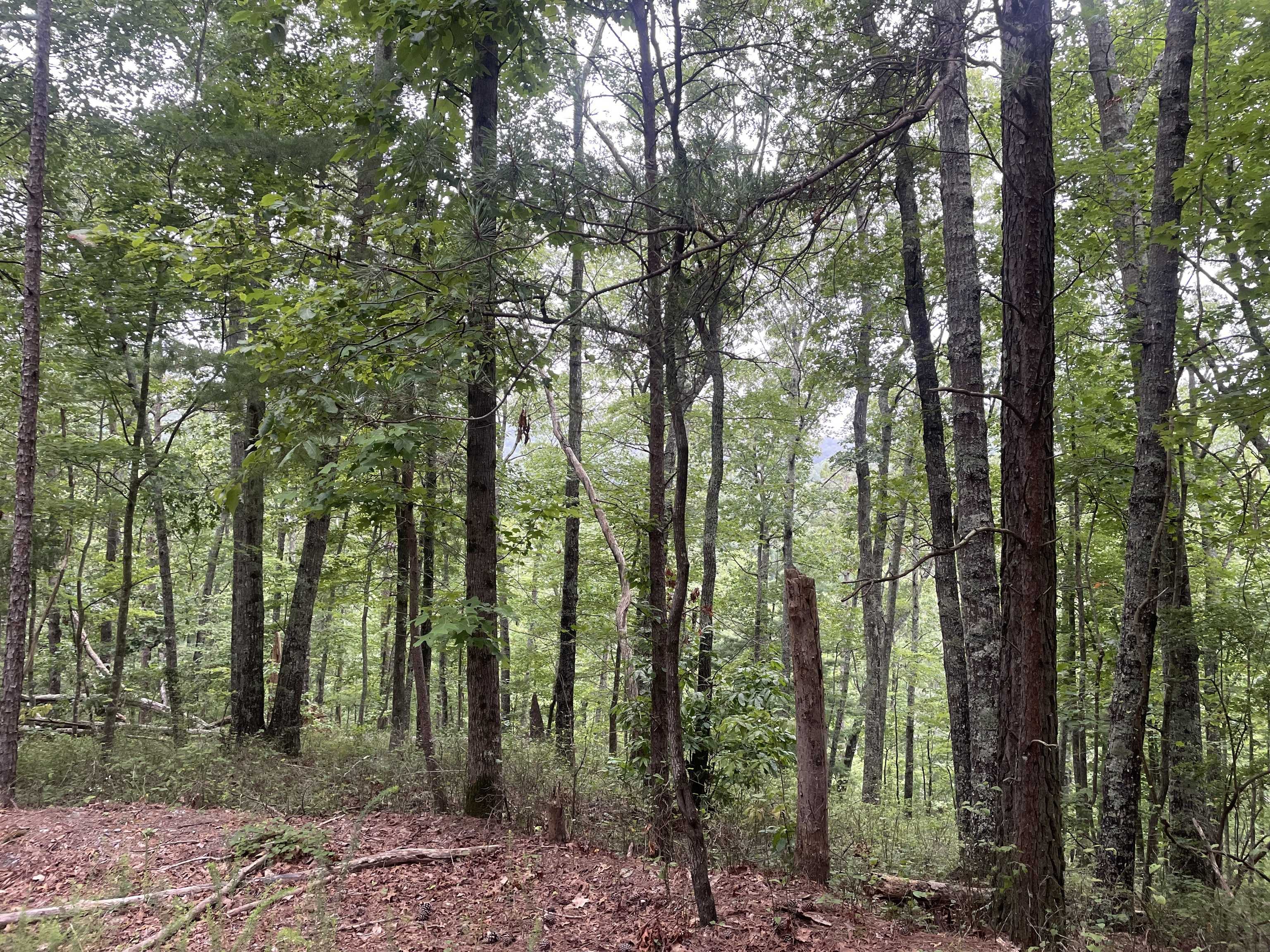 Ranger, GA 30734,741 Forge CT