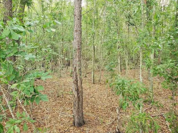 Abbeville, GA 31001,0 Cannonville RD #--