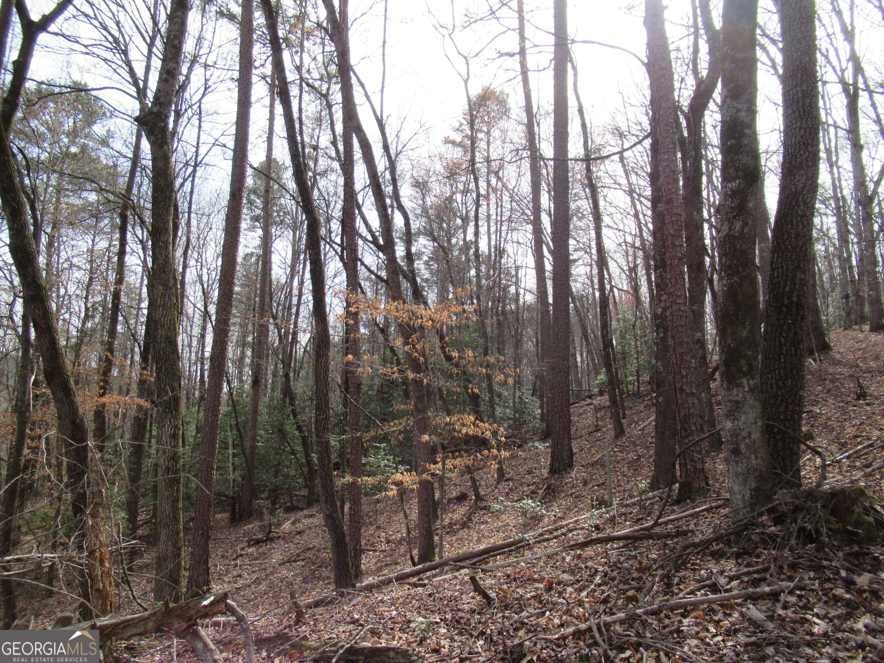Dahlonega, GA 30533,0 Long Branch RD