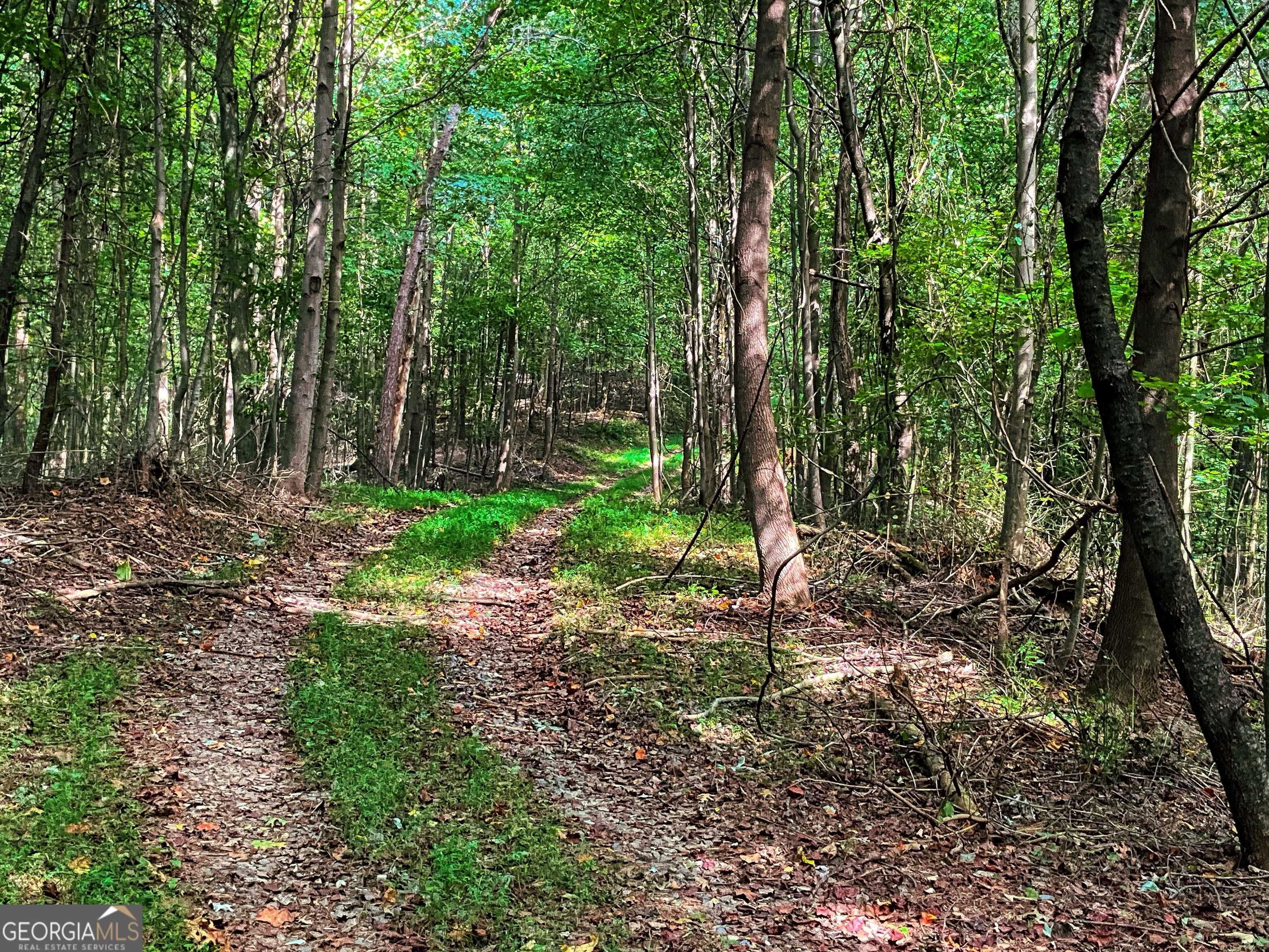 Ellijay, GA 30540,241 ACRES Legion RD