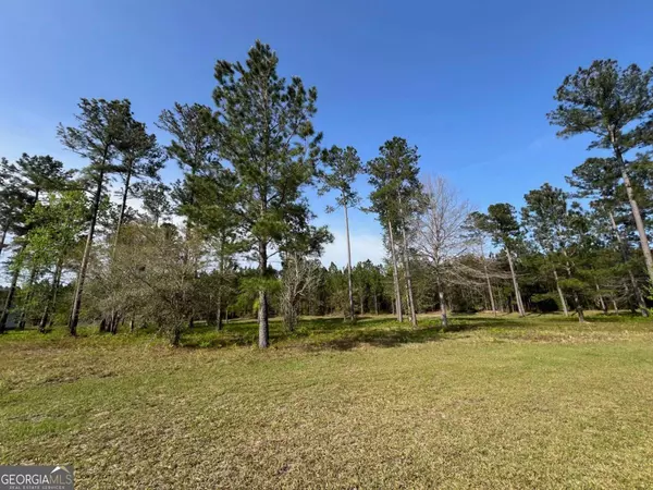 Brunswick, GA 31523,15 Windmill Palm