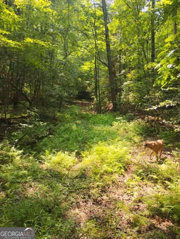 Ellijay, GA 30536,11.12 AC Lowman RD #156