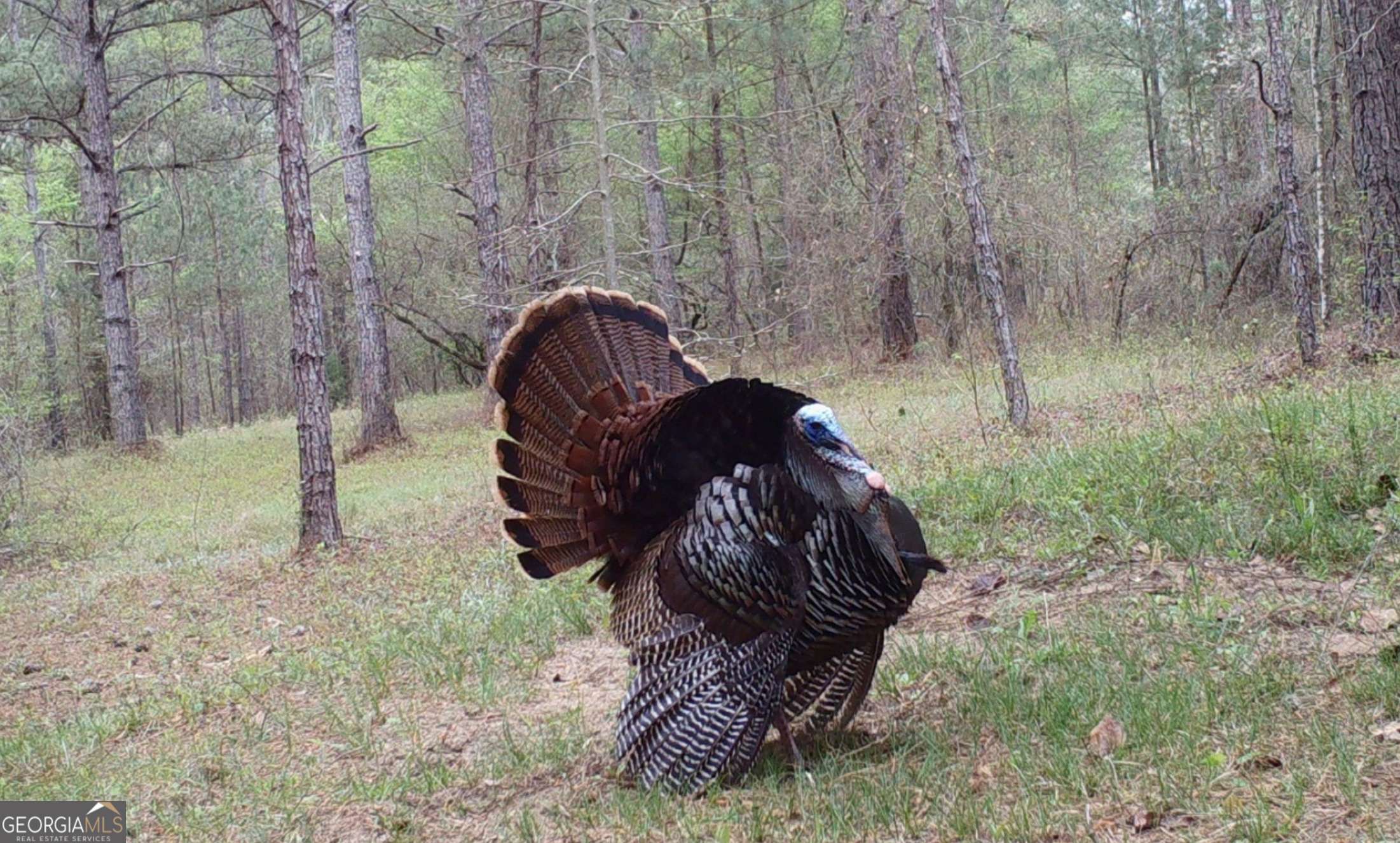 Buena Vista, GA 31803,155 Bobby Jones LN